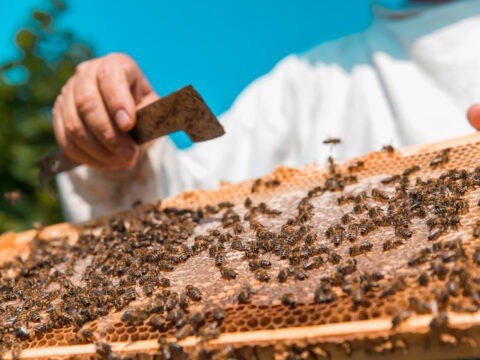 Il lavoro di squadra? Ce lo insegnano le api con la BEElding Experience